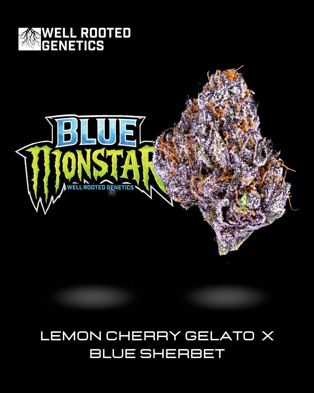 Well Rooted Genetics | Blue Monster | Big Buds | 3.5g