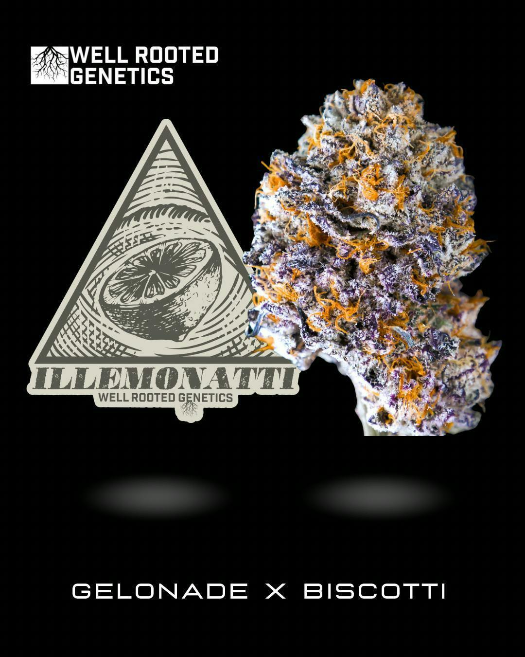 Well Rooted Genetics | Illemonati | Big Buds | 3.5g