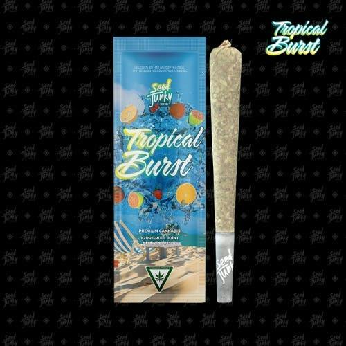 Tropical Burst | Joint | 1g by Seed Junky