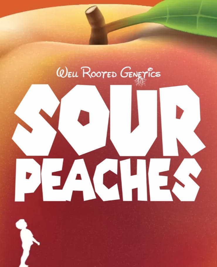 Sour Peaches | Live Rosin | 1g