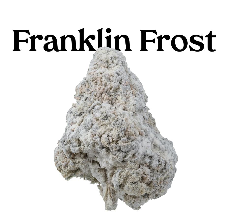 Franklin Fields Franklin Frost Sativa Jilly Bean