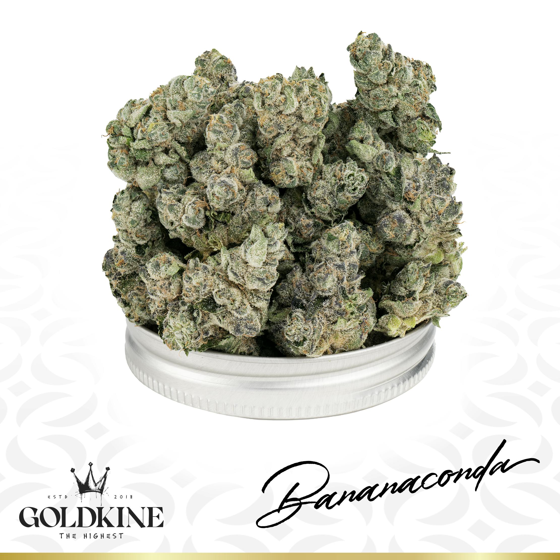 Goldkine Flower "Bigs" | Bananaconda by Goldkine
