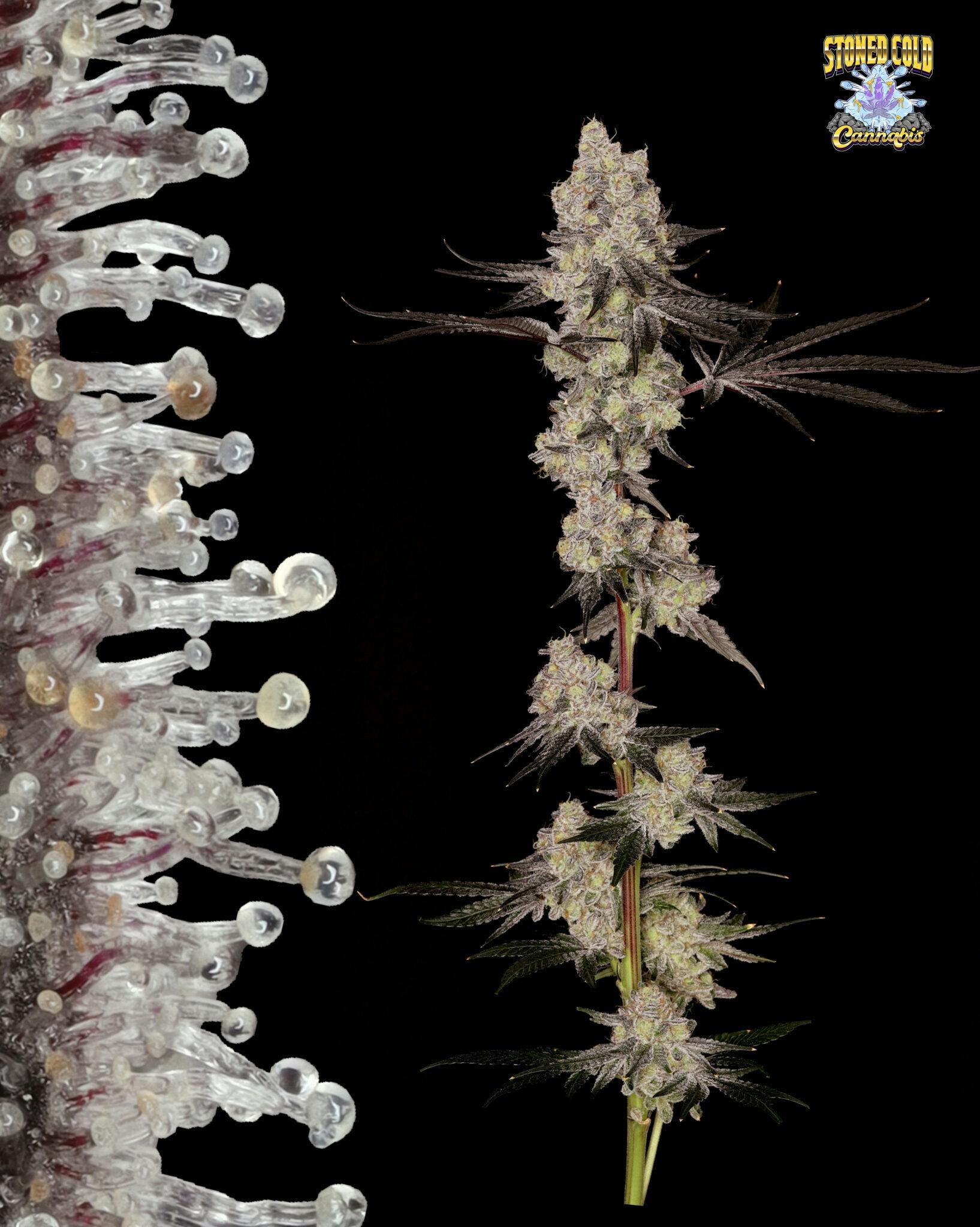 Stoned Cold Cannabis | Creme Rozay | Flower | 14g
