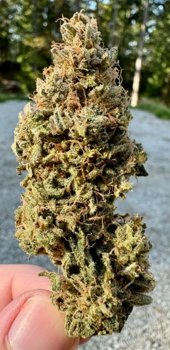 Moby Dick | 3.5g