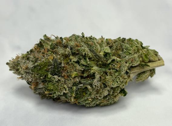 Timmy's OG Shark | 14g