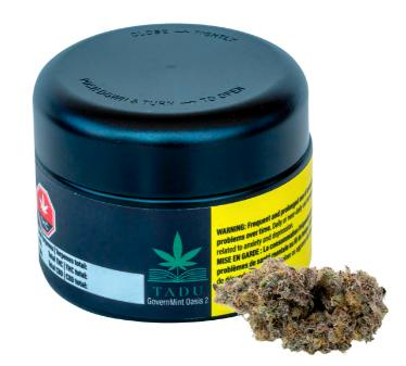 GovernMint Oasis | Big Buds | 3.5g