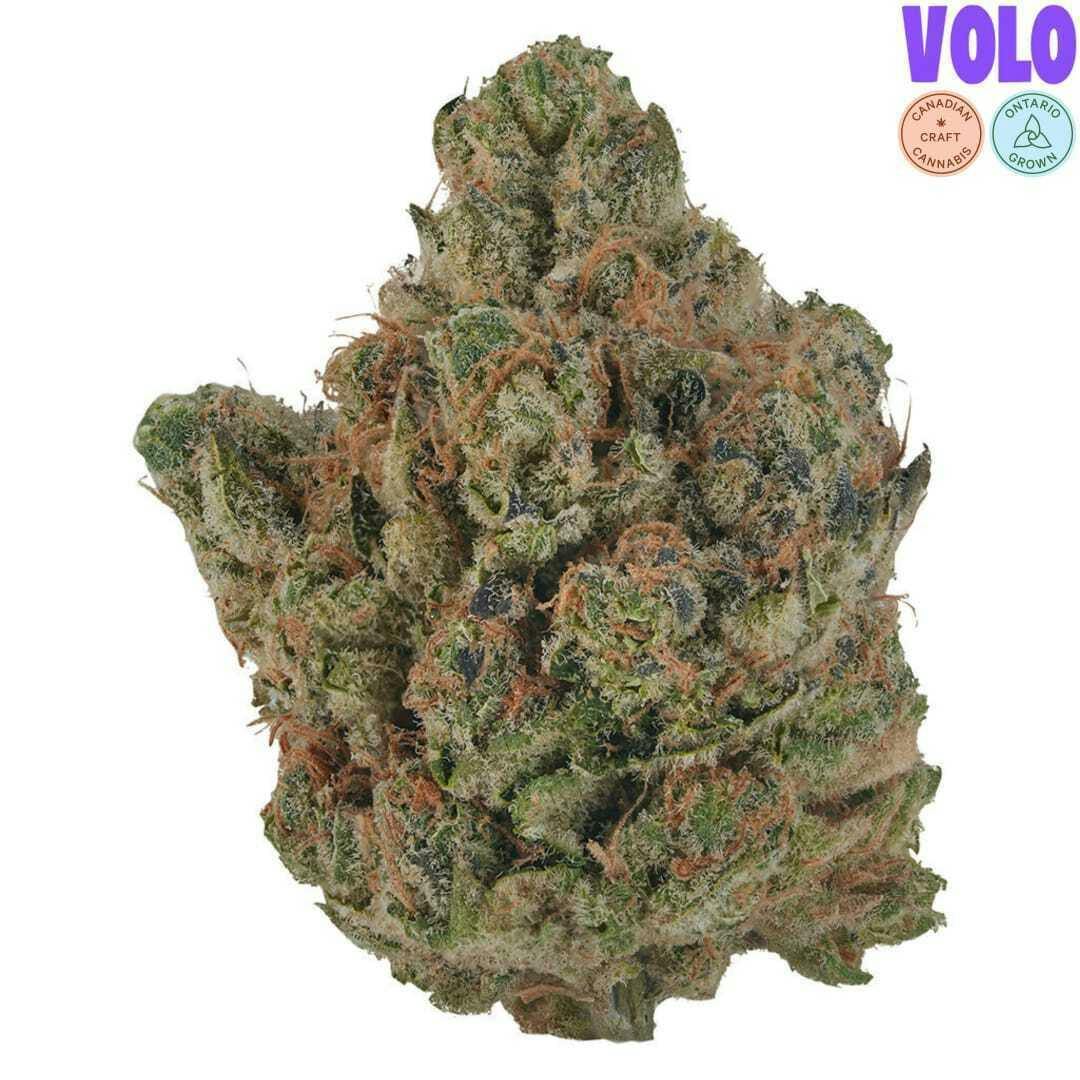 Orange Turpentine | Big Buds | 14g