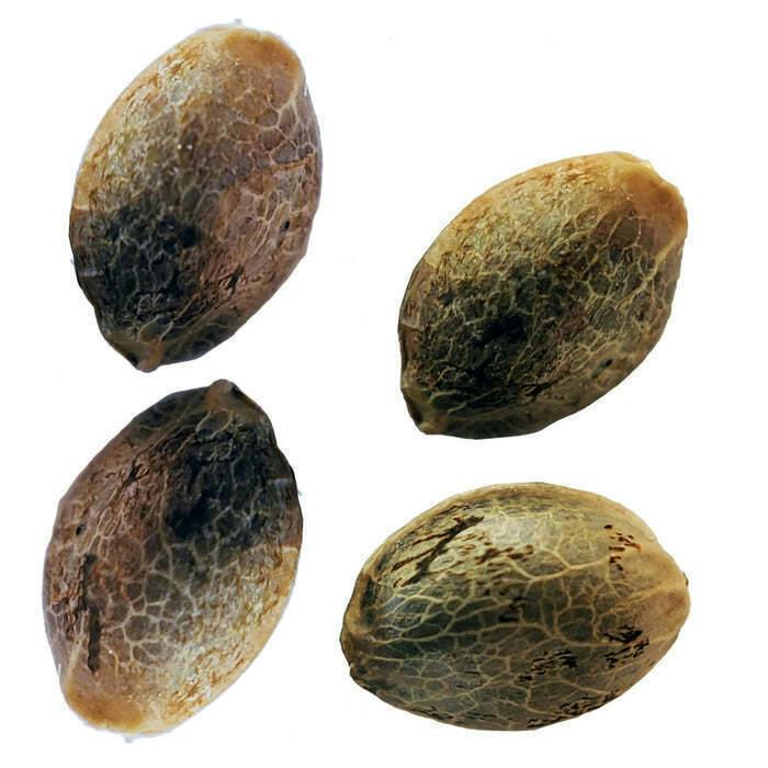 Purple Romulan Fast Flowering Feminized Seeds | Seeds | 4g