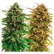 Cannabis Cup Autoflower Feminized Seed Multi pack 4 Pack Seeds | Seeds