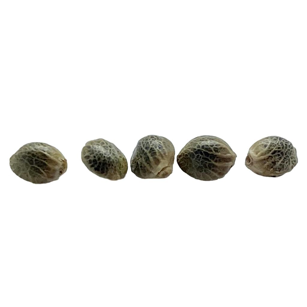 Weathered Islands Craft Cannabis - Sunshine Pine Seeds (Autoflower) - Hybri