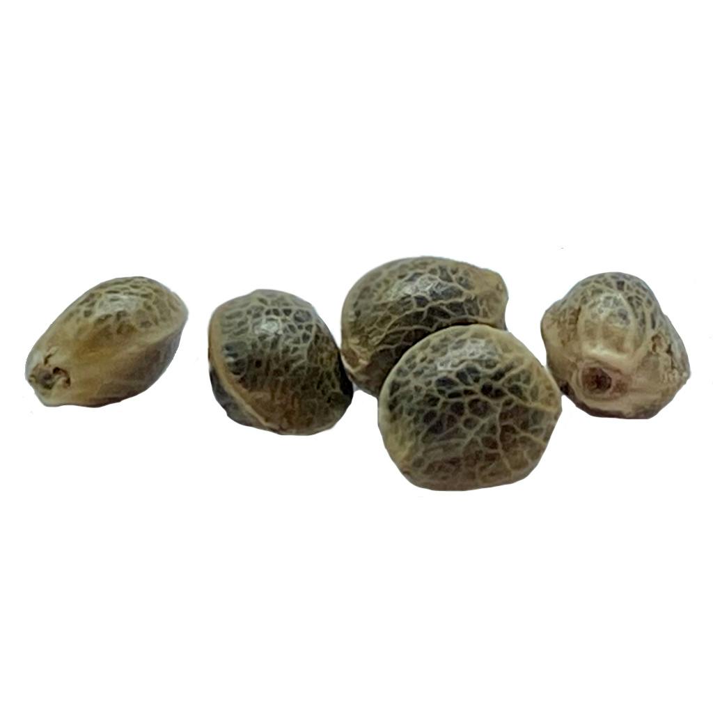 Weathered Islands Craft Cannabis - Garlic Chem Feminized Seeds - Sativa - 5
