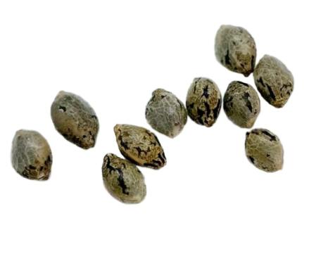 Apricot Kush Seeds (Regular) - 10 Pack | Seeds