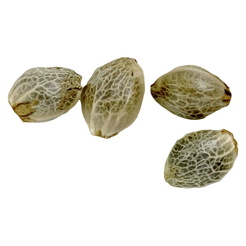 Sugar Diesel Feminized Seeds 4 Pack | Seeds | 18%