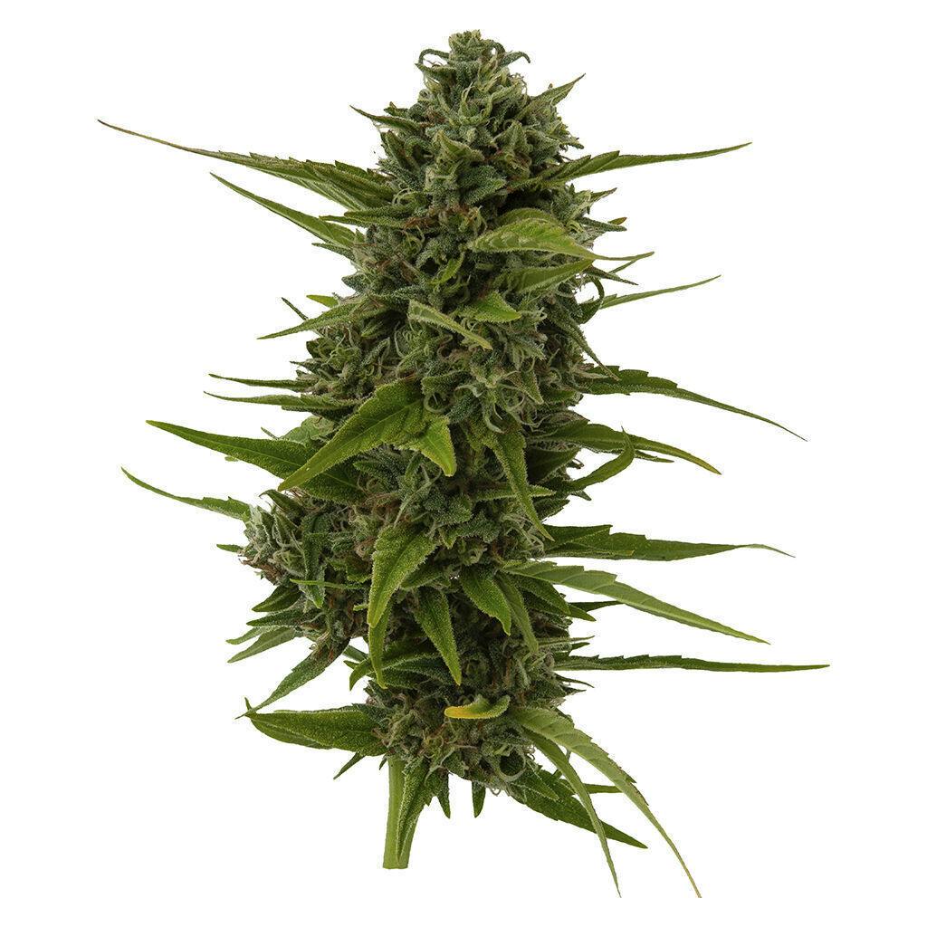 Plum Kushwave Seeds 4 Pack Seeds - Weathered islands craft cannabis | Seeds