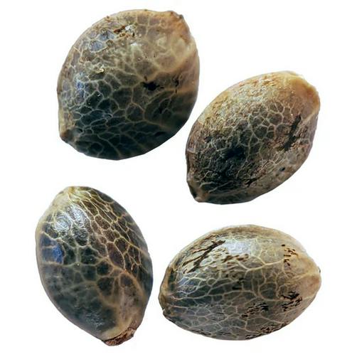 Lemon Lime Sunshine Fast Flowering Feminized Seeds | Seeds | 15%