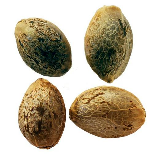 FOGGY DREAMS AUTOFLOWER FEMINIZED SEED MULTIPACK - 4 Seeds | Seeds