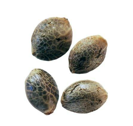 4PK - Lemon Lime Sunshine Fast Flowering Feminzed Seeds by Weathered Craft