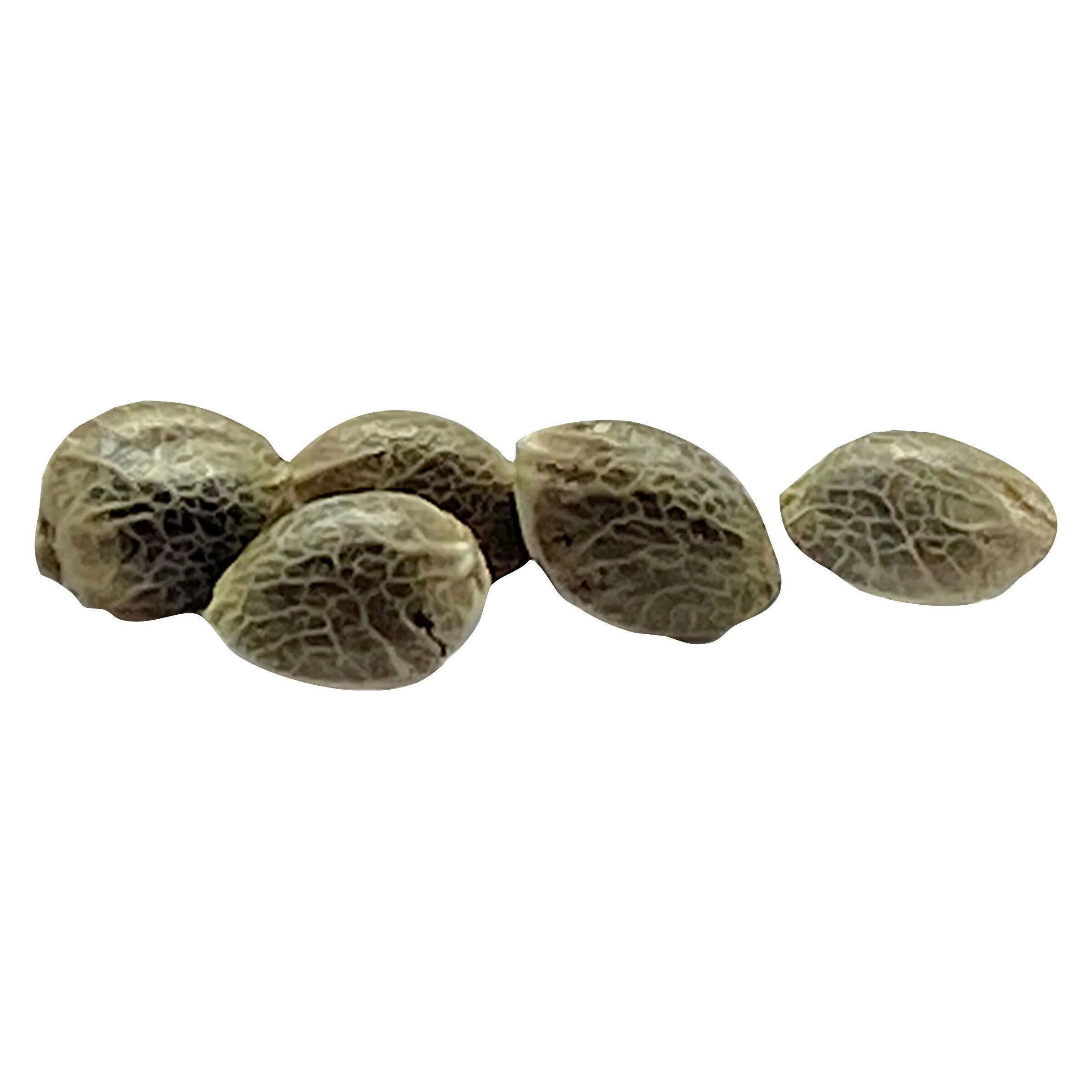 Weathered Islands Craft Cannabis: COASTAL FOG AUTOFLOWER FEMINIZED SEEDS (4