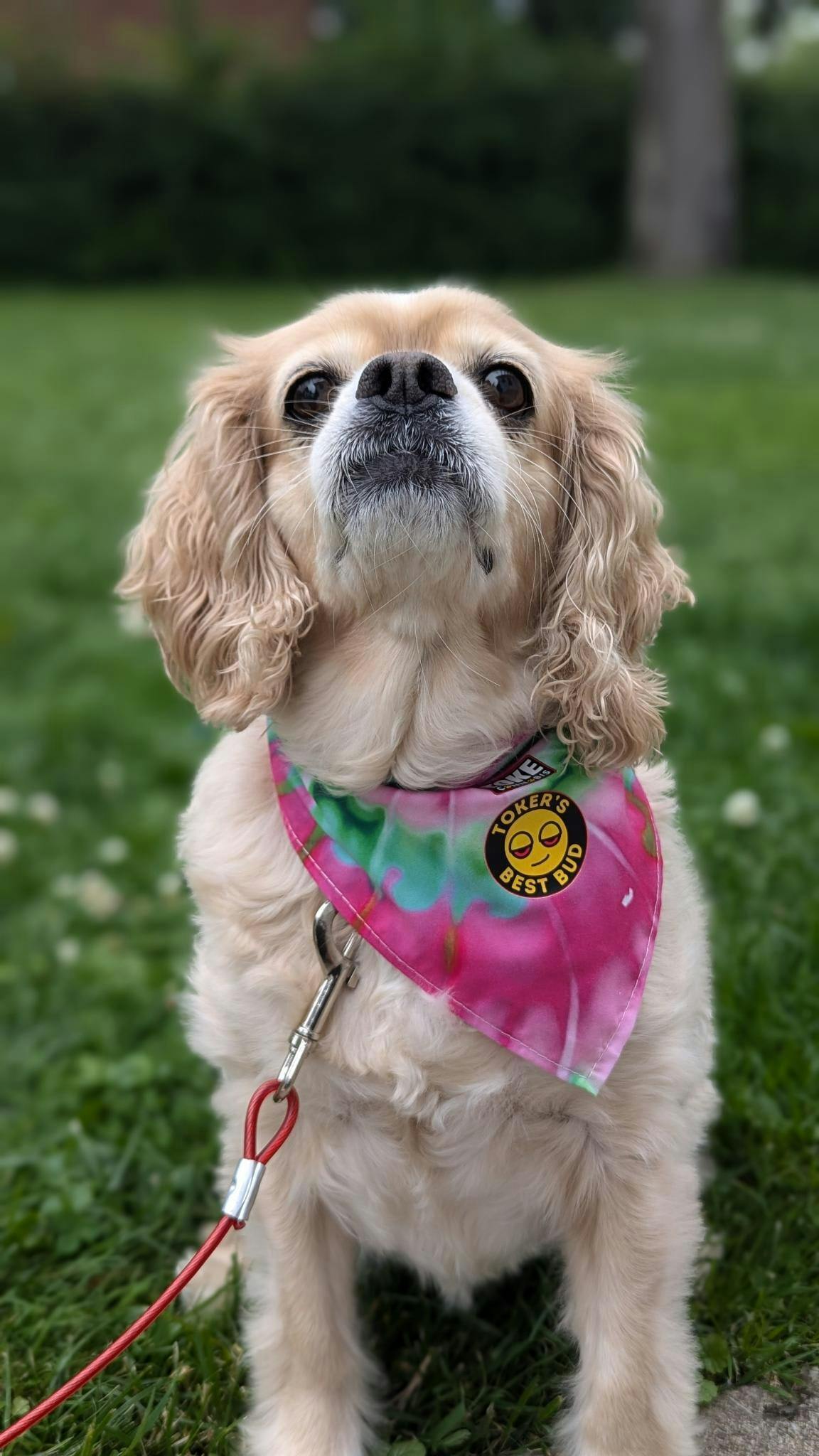 Toker'S Best Bud Bandana: Assorted Sizes & Prints | Accessories