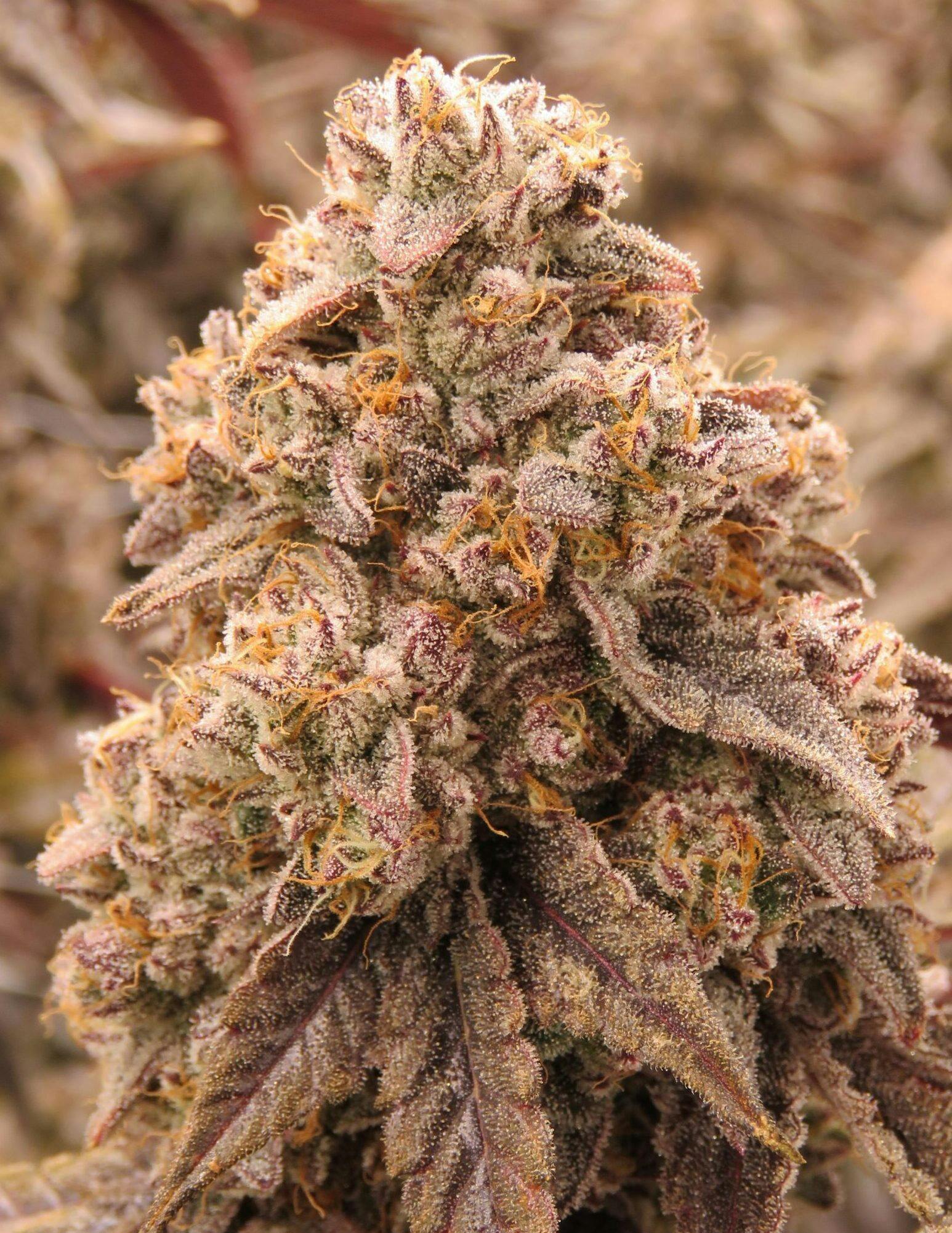 invite only | Big Buds | 3.5g