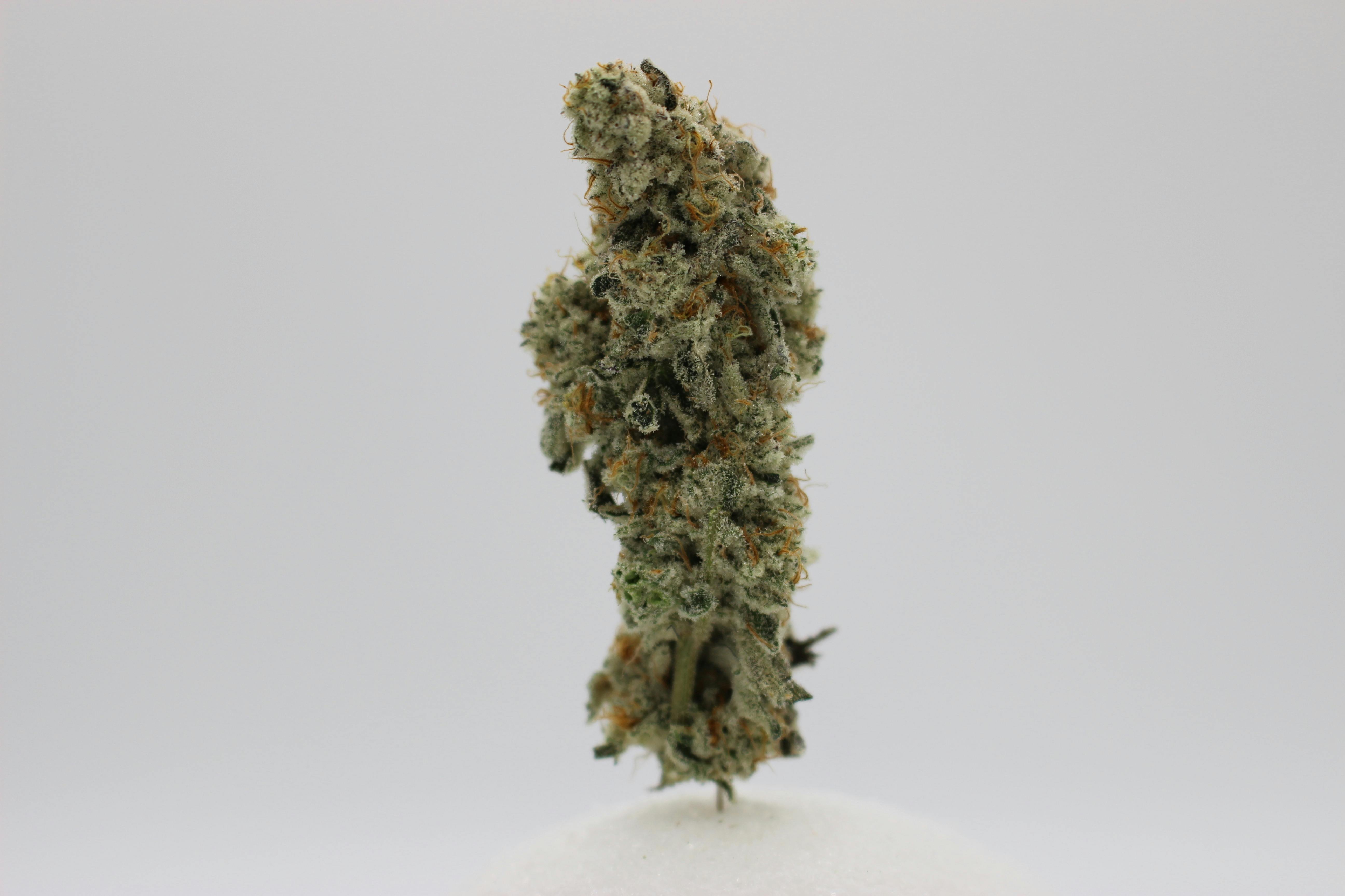 Canna Whoop A Big Buds