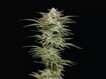 Donutz | Buds | 28g