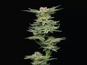 Bigfoot Glue | Buds | 3.5g