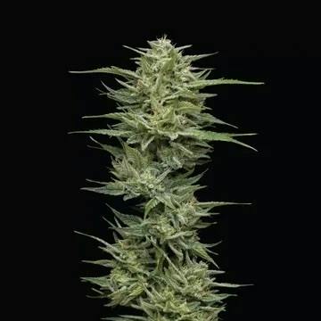 Hella Jelly | Buds | 28g