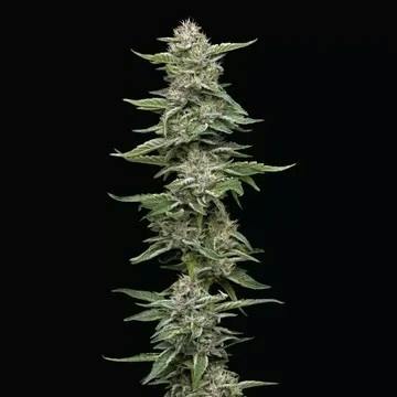 Garlic Budder | Buds | 3.5g