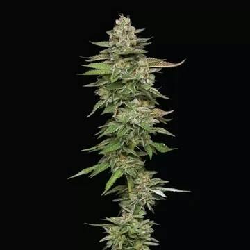 Apple Pie | Buds | 1g