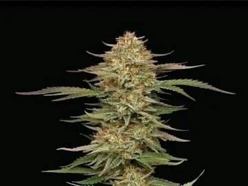Orange Cream Pop | Buds | 14g