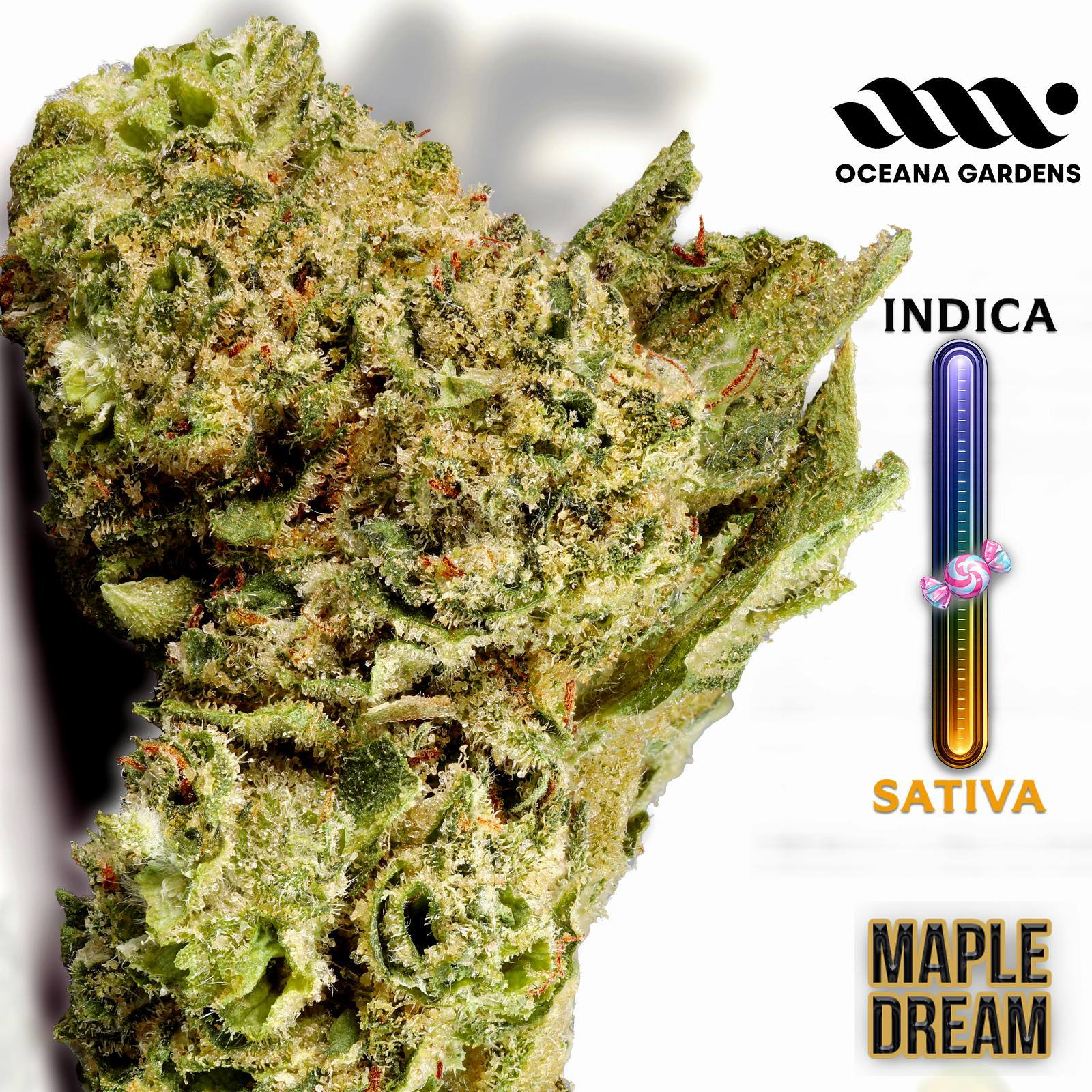Maple Dream | Buds | 70g