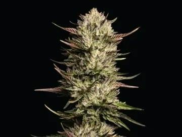 Super Boof | Buds | 28g