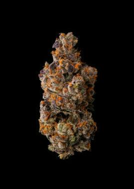 Cherry X Perm | 1g