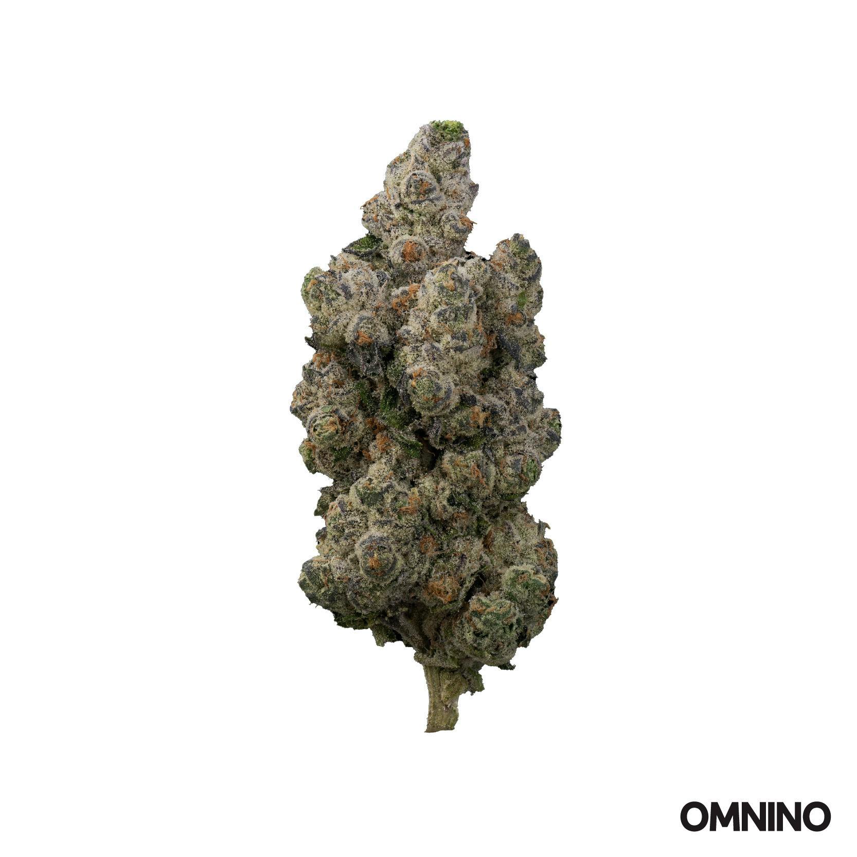 Lilac Diesel | 1g