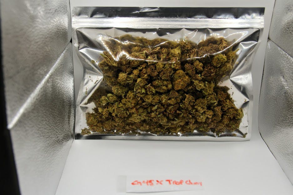 Gelato 41 x Trop Cherry | Big Buds | 28g