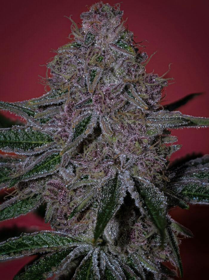 Sooner Sunrise | 3.5g