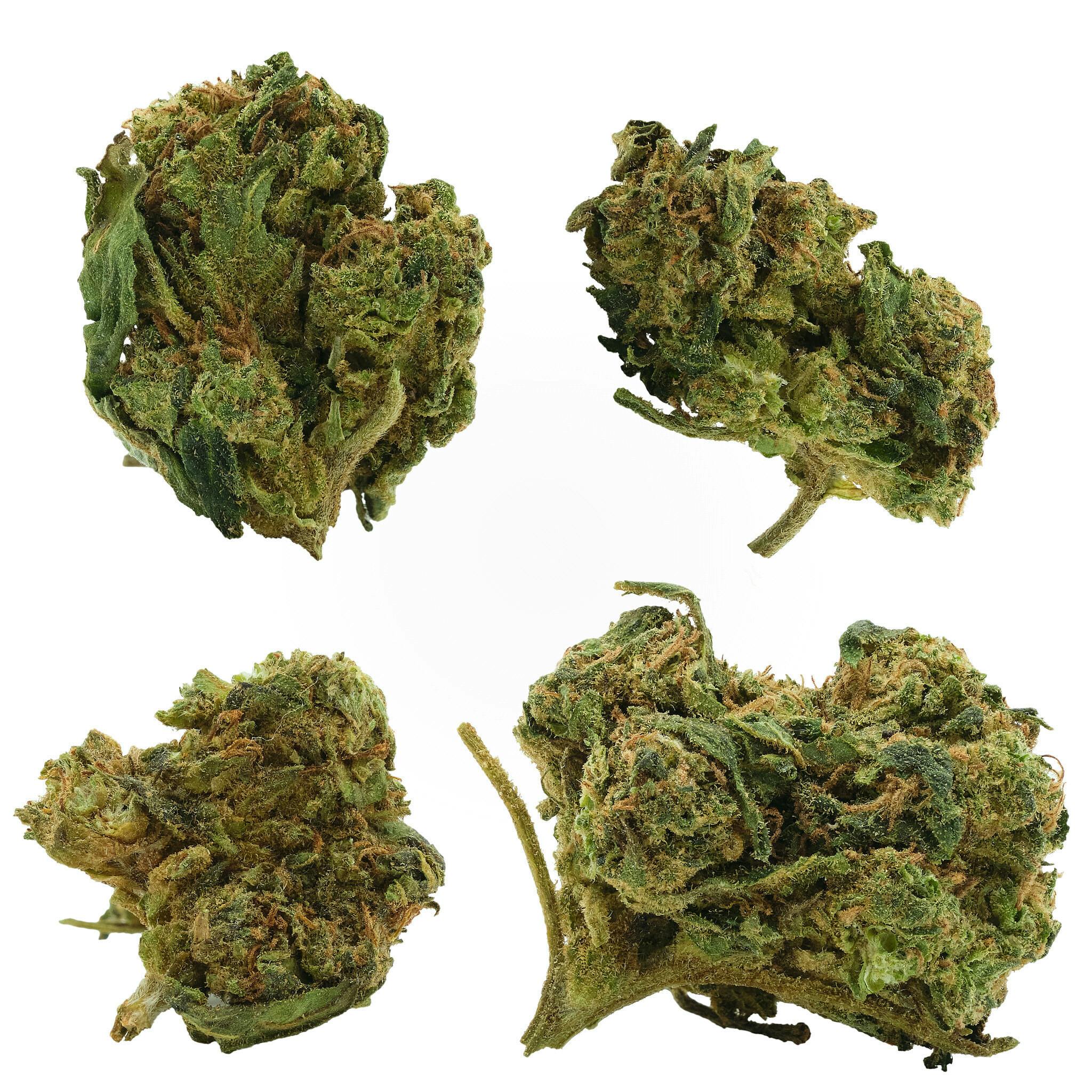 Bop Gun | 3.5g at Sociale Dispensary