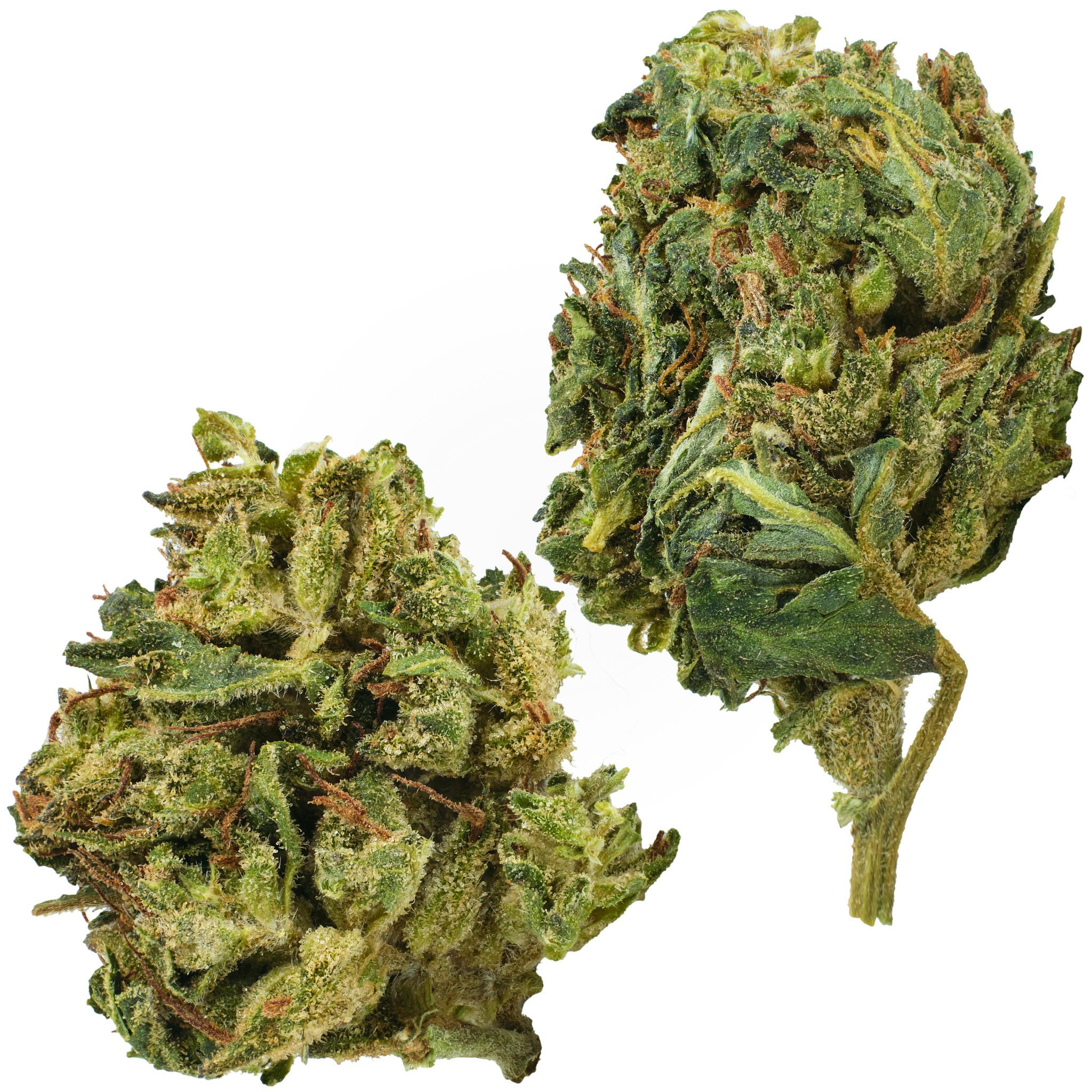 Bubble Gum | Big Buds | 3.5g at Sociale Dispensary