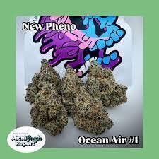 Ocean Air | Big Buds | 1g