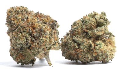 Papaya Bomb | Big Buds | 14g