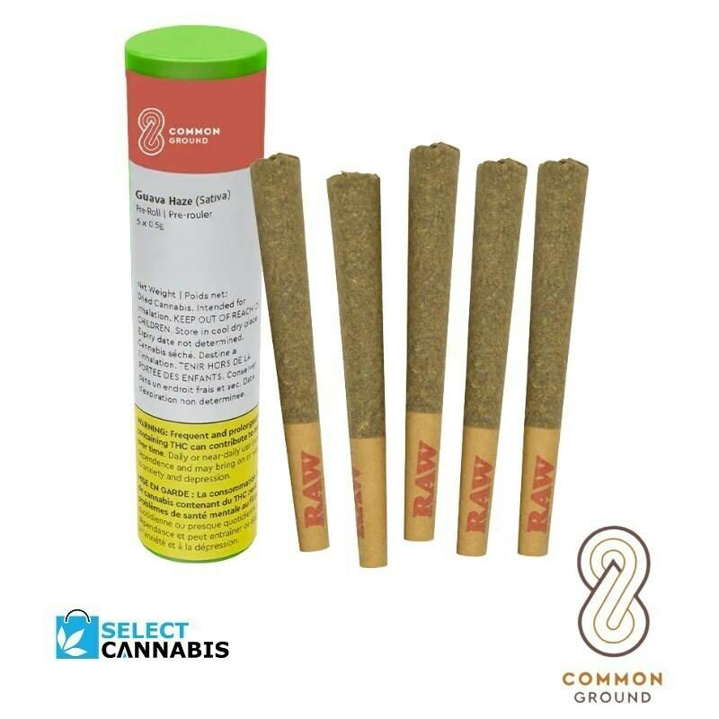 Guava Haze | Minis | 0.5g | 5pk