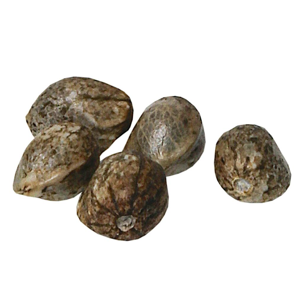 OG Haze Seeds (Feminized) Hybrid - 5 Pack | Seeds | 5g
