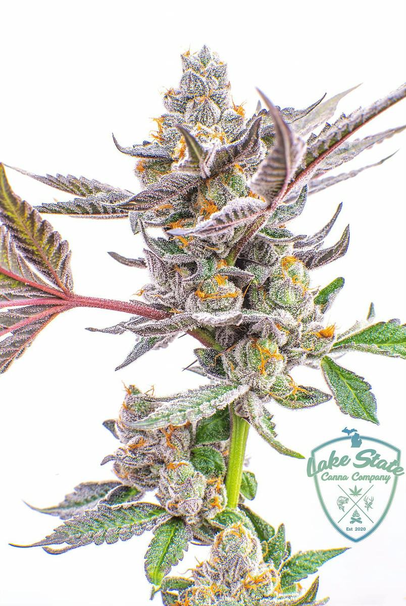 Runtz | 28g