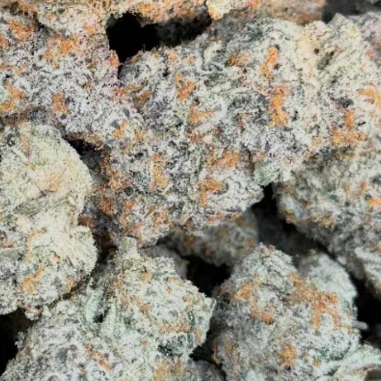 Majestic | 14g