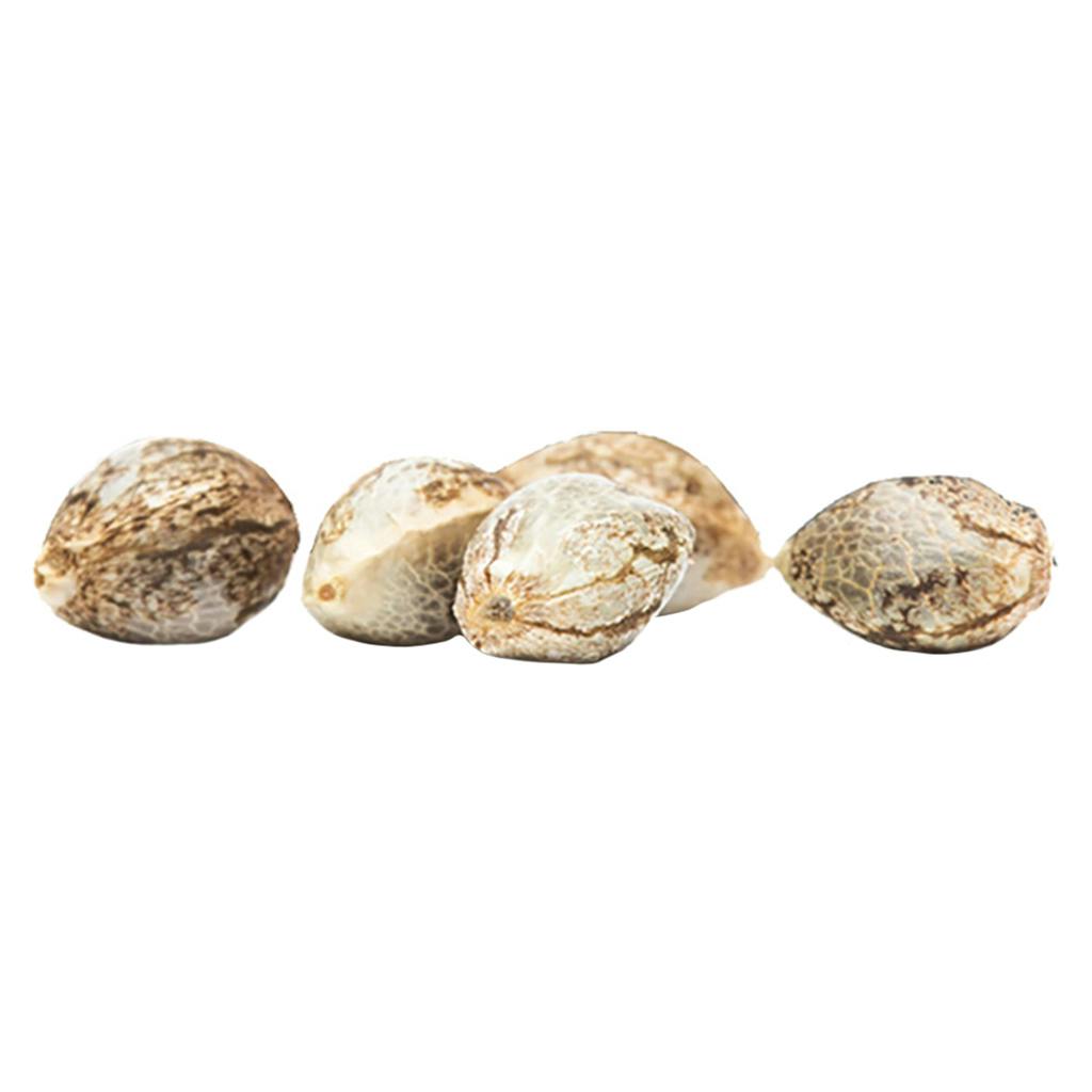 CBD Rene | Feminized Seeds | 5 Pack | Seeds