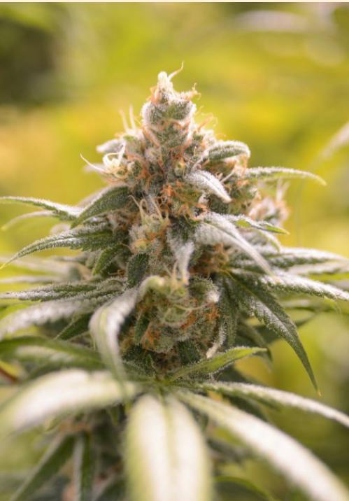 Barbara Bud Feminized Seeds (5 seeds total) | Seeds
