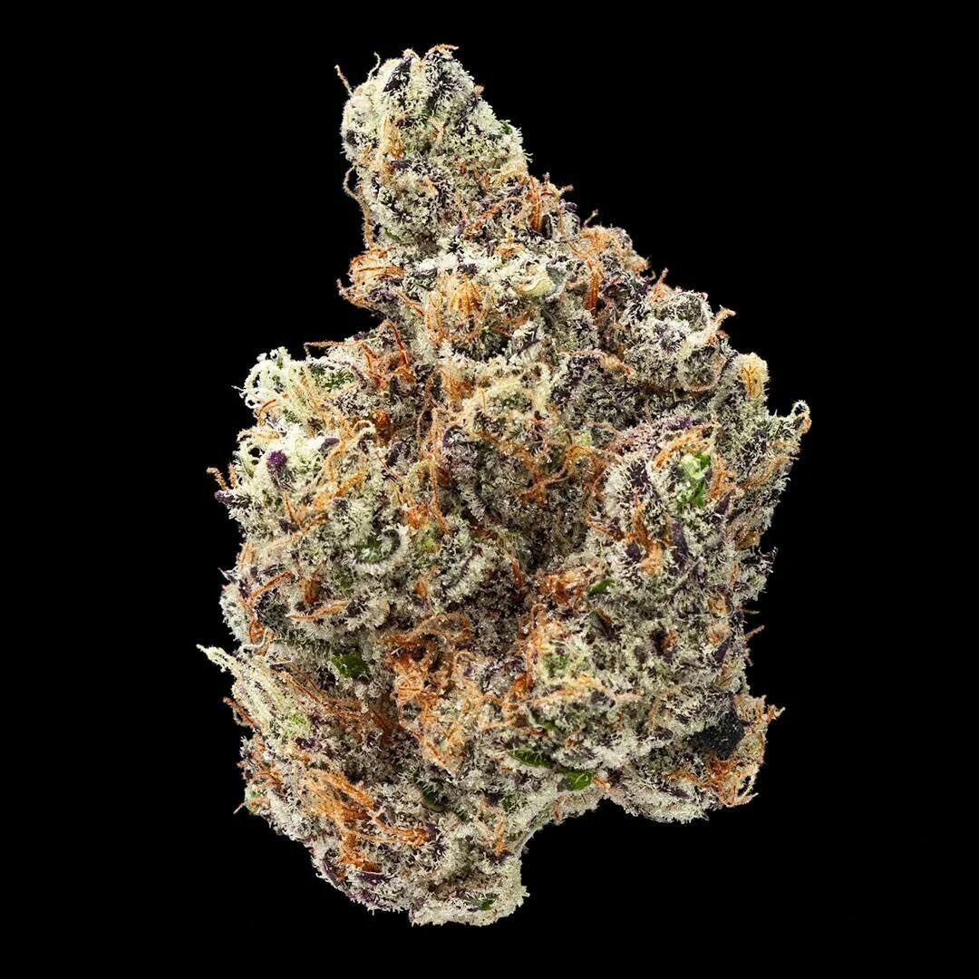 Government Oasis | 1g