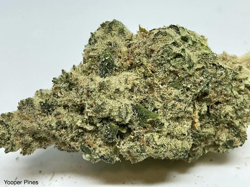 Yooper Pines | Big Buds | 1g