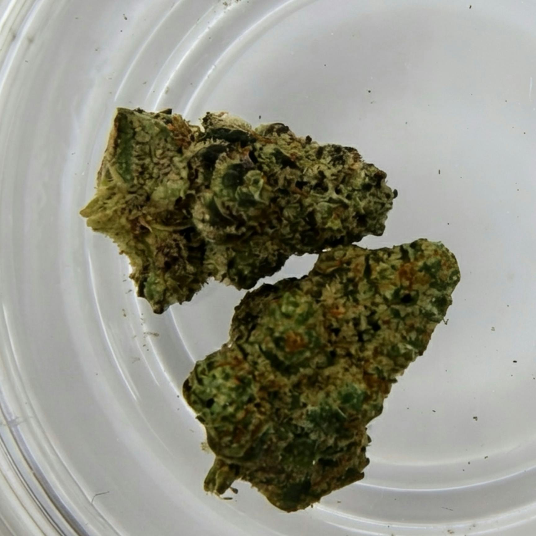 Cinnamon Horchata | 1g
